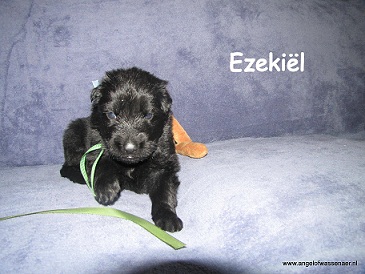 Ezekiël, zwarte ODHpup, 3 weken jong